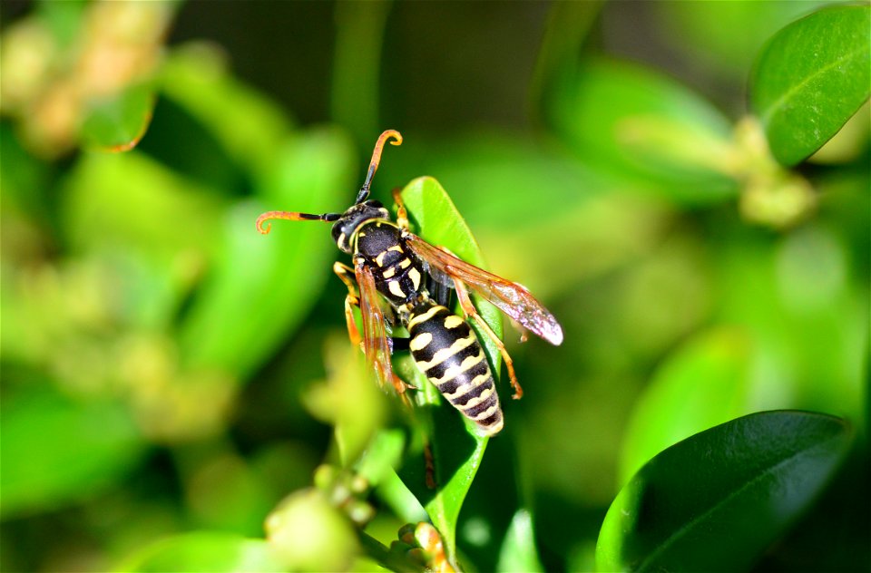 Sigma 70mm Macro-Focus Stacking