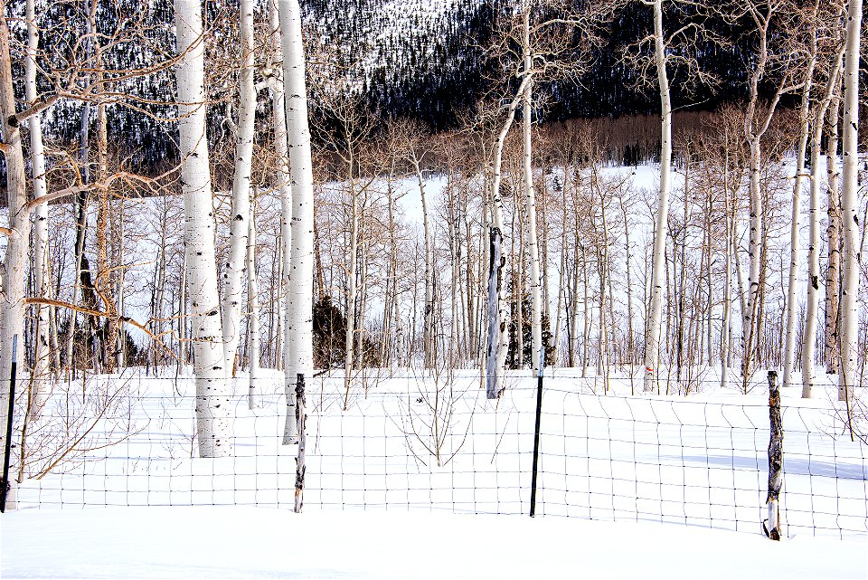 Pando Aspen Clone in Winter 2 photo