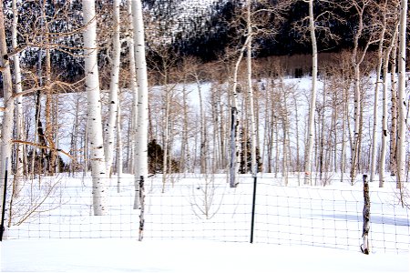 Pando Aspen Clone in Winter 2