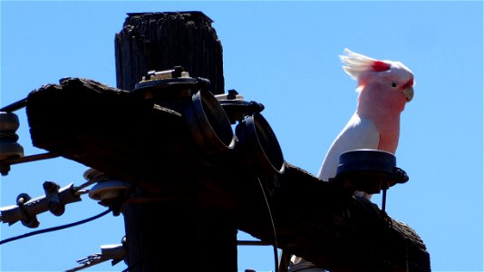Powered Cockatoo photo