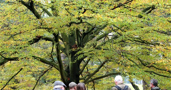 Fern-leaf Beech photo