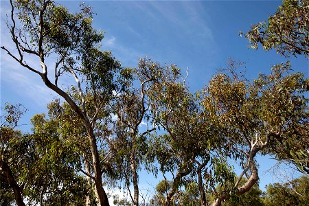 Tree 2 canopy