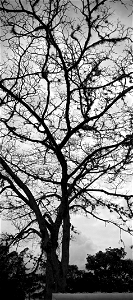 Árbol