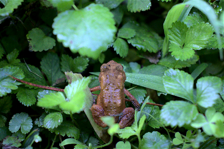 American Toad