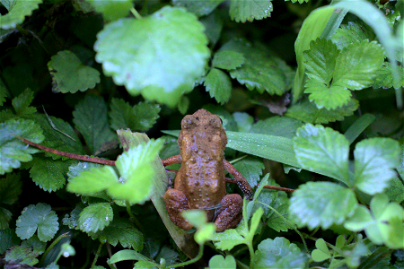 American Toad photo