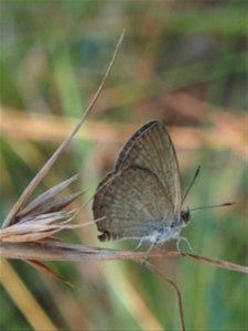 Themeda balancing