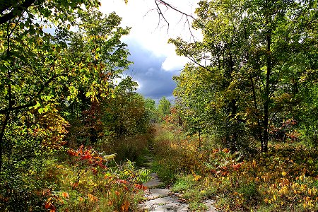 Forest Trail, Early Autumn photo