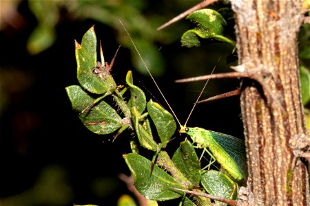 Chrysopidae - Green Lacewing photo