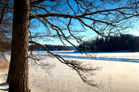 Branching over the frozen lake photo