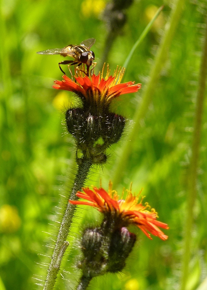 Orange yellow insect