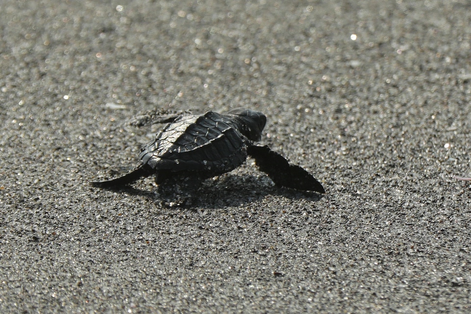 Baby turtle doing her first steps to the ocean