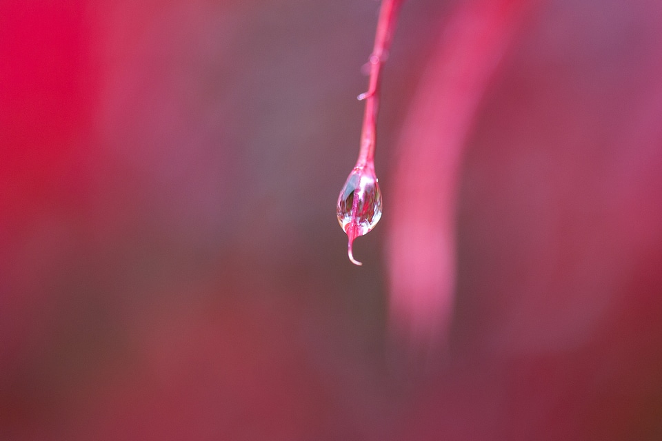 Color red japanese maple
