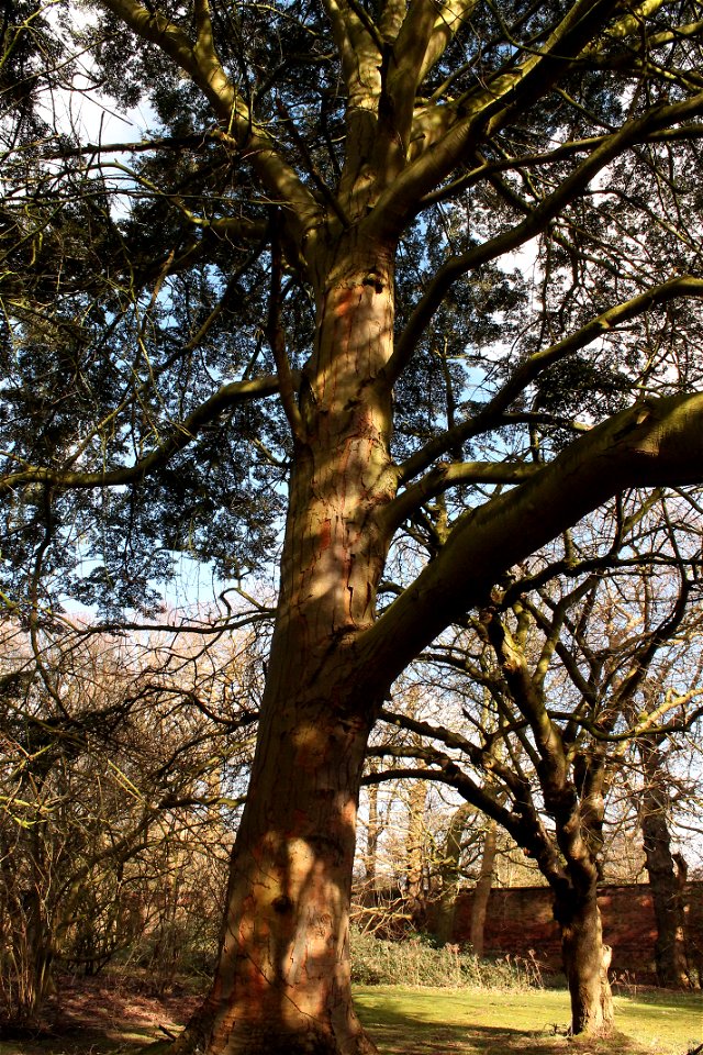 Southern Beech