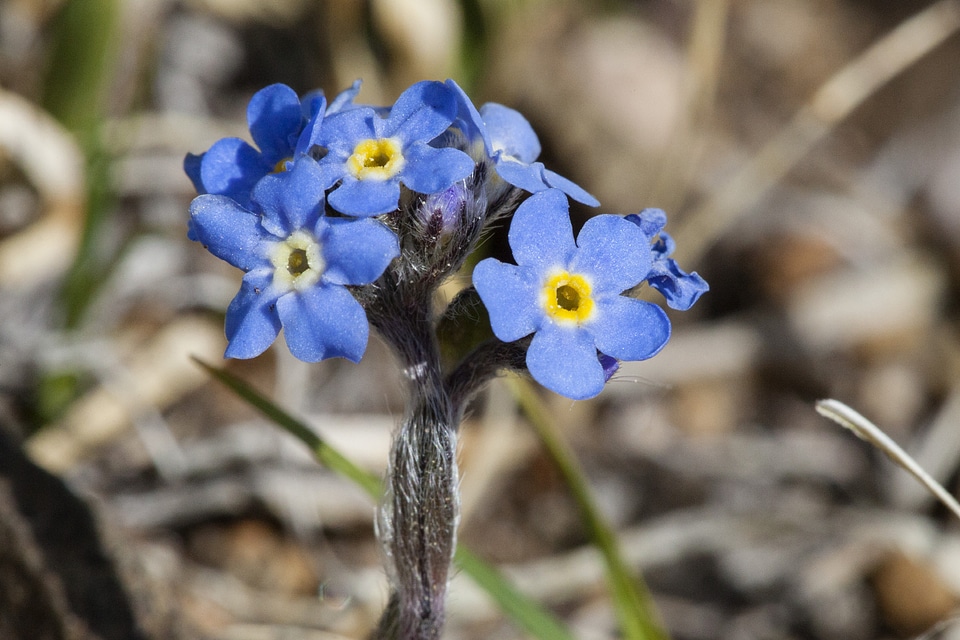 Eritrichium nanum
