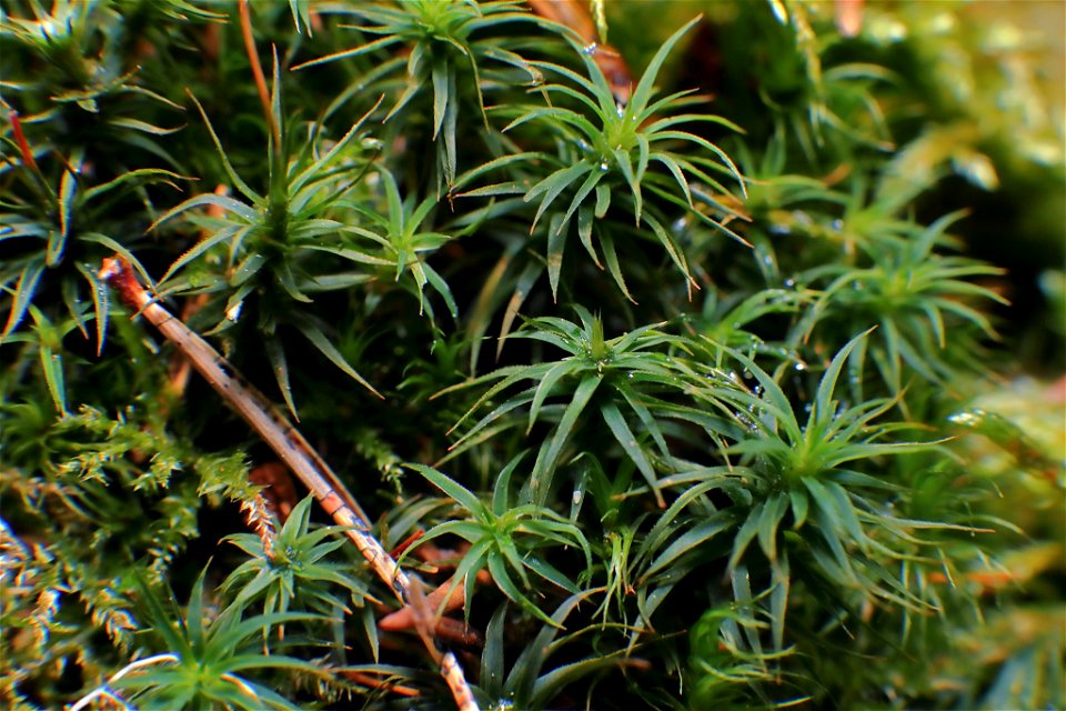 Miniature jungle
