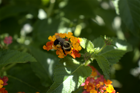 Lantana With Bee
