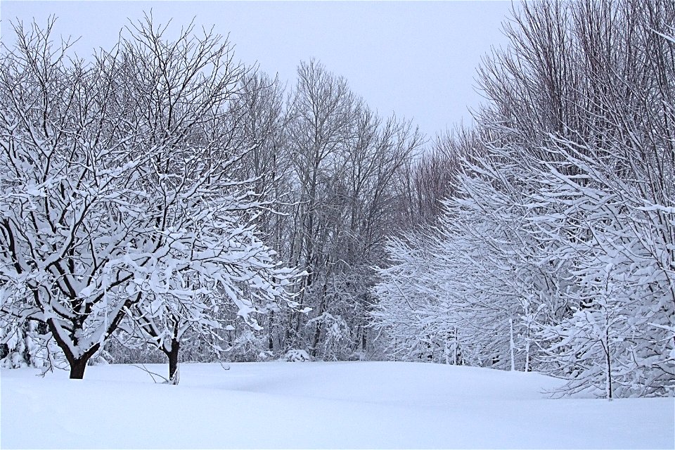 Early Winter Wonderland