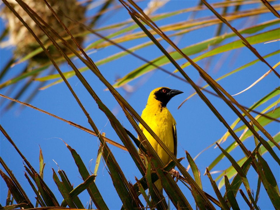 Tisserin ( mâle ) - La Réunion