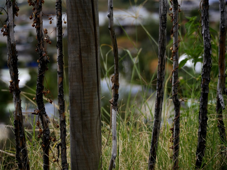 Agame arlequin (La Réunion)
