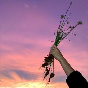 Food and the sky, wild onions