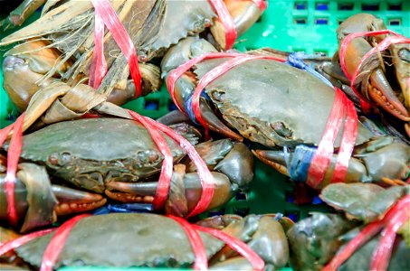 Mud crab with ice and green basket in thai market