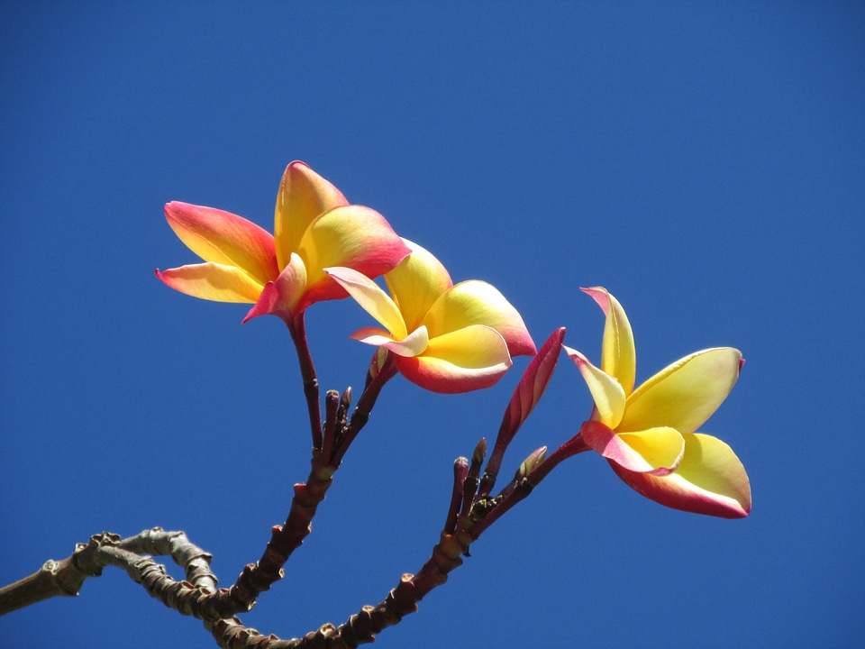 Beautiful flowers on blue sky background