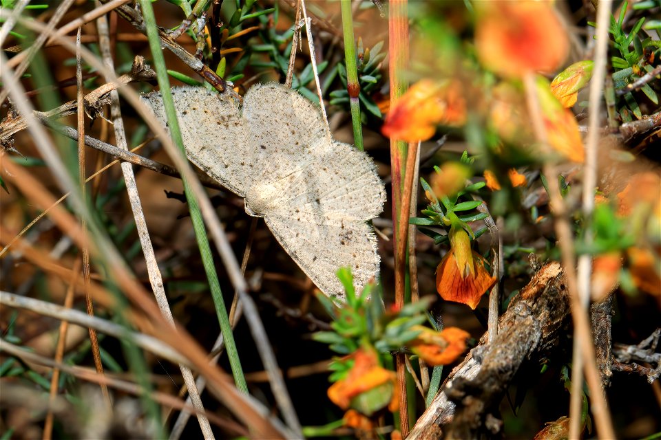 moth -  a species of Taxeotis