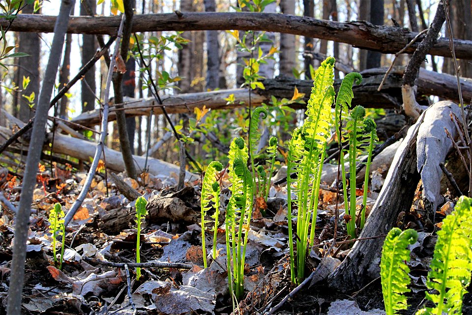Fiddle Heads (Wild Ferns).