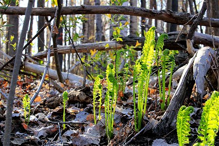 Fiddle Heads (Wild Ferns).