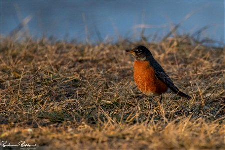American Robin