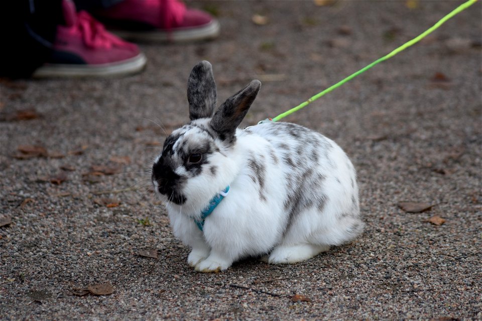 Bunnyjump