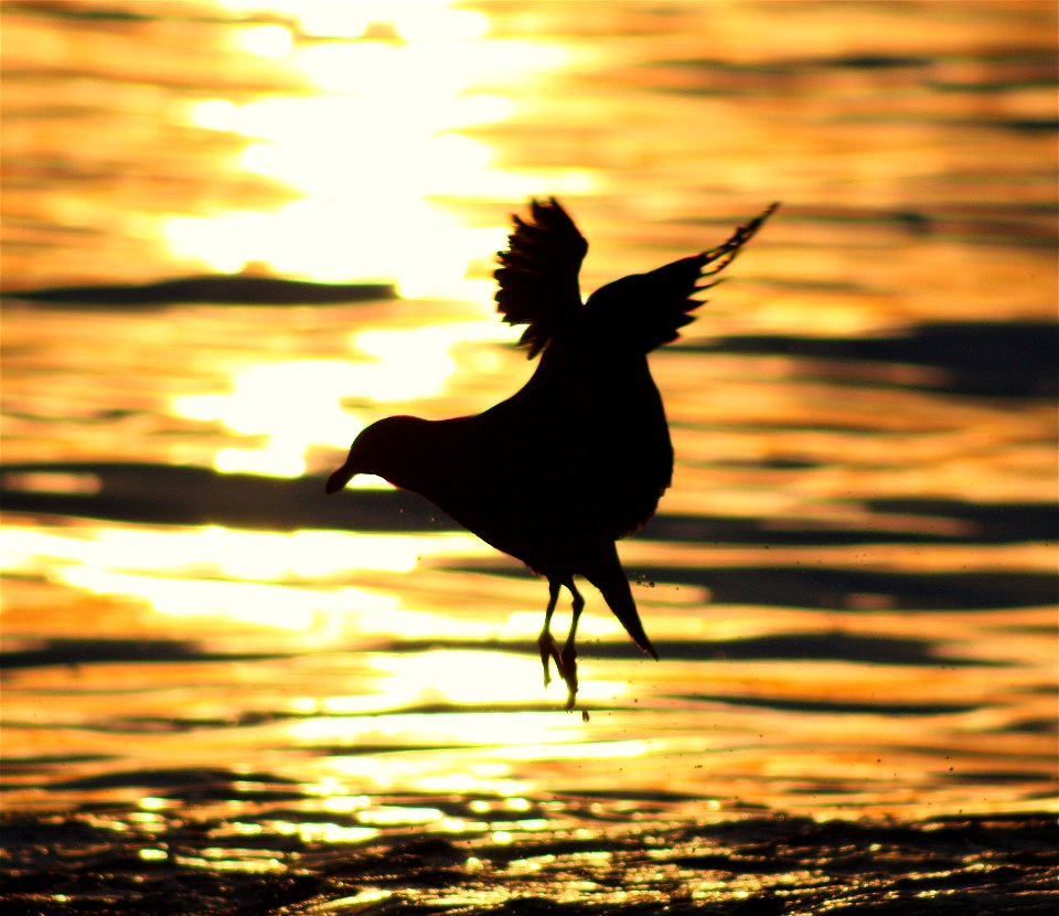 seagull at sunset
