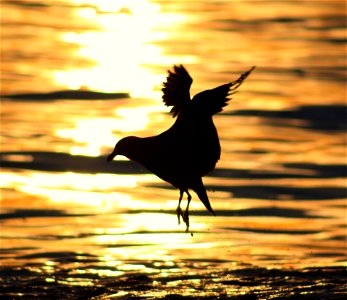seagull at sunset photo