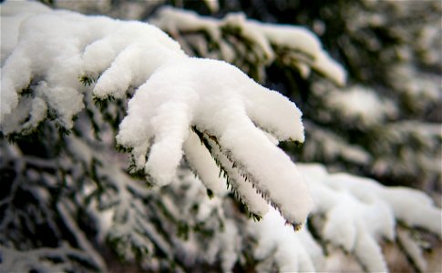 Snow on a branch photo