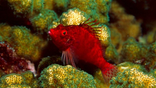 Red Hawkfish