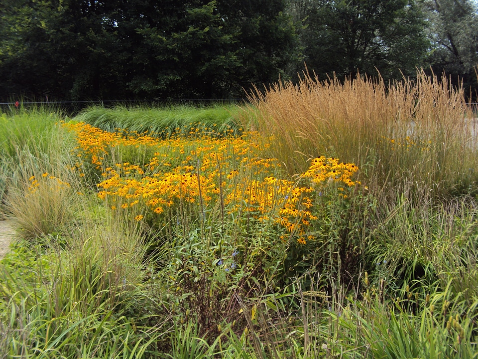 Summer flowers