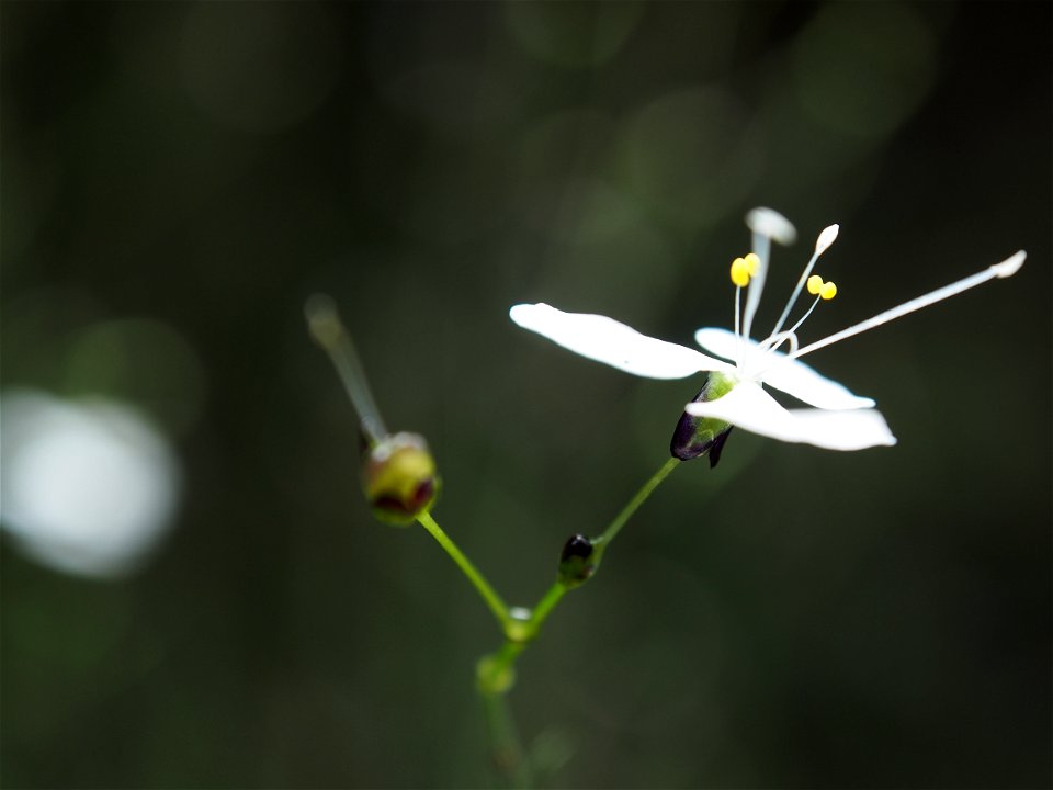 wandering perfection