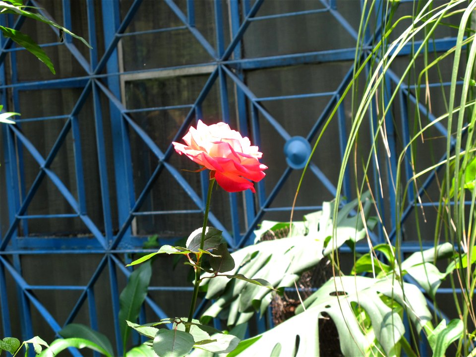 En el jardin de Maroncha