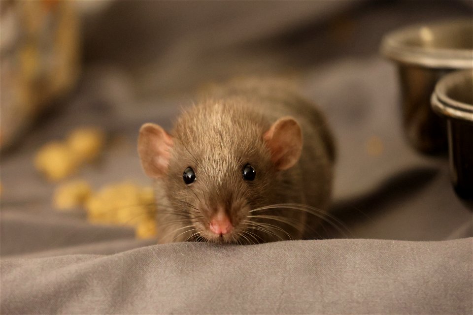 Shy baby rat looking curious