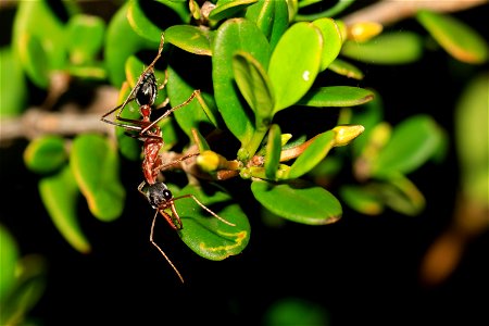 Ant - Myrmecia photo