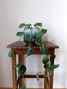 Scindapsus pictus (satin pothos) long rooted cuttings