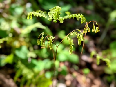 Maidenhair Fern photo