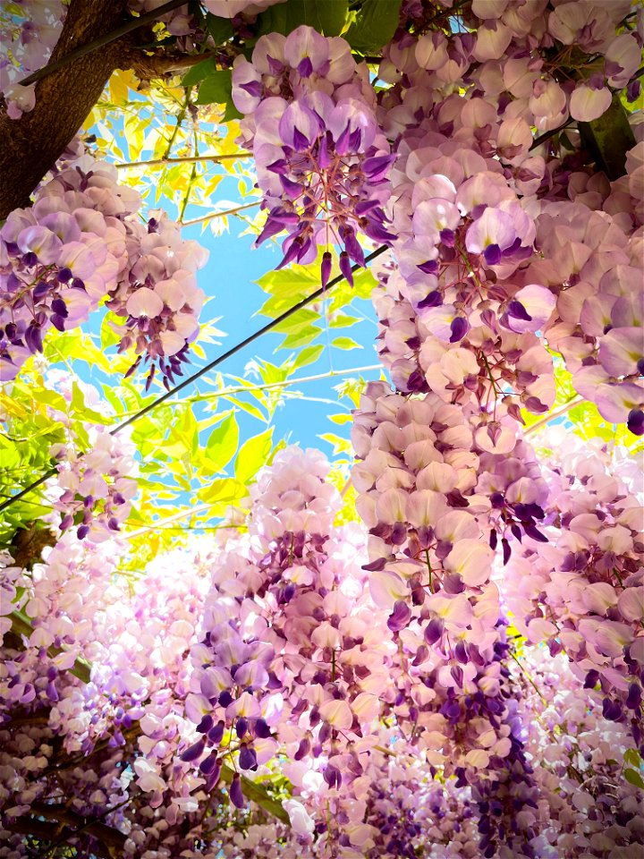 Intense Glycine