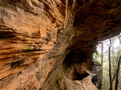 Birdwood Gully (Springwood) - The Blue Mountains Australia