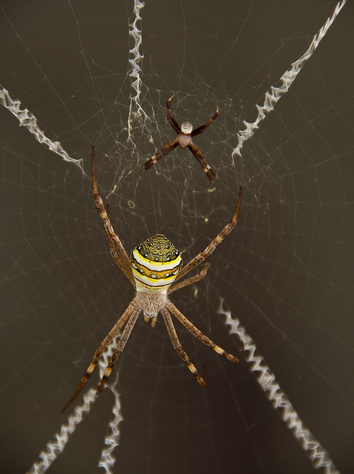 Web cross yellow photo