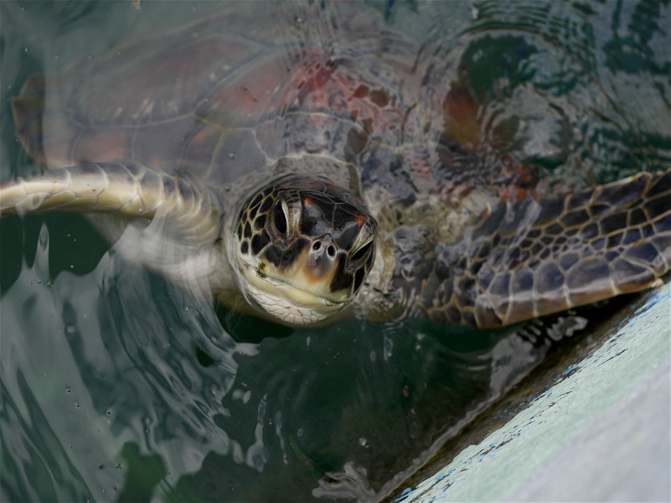 Tortue verte (La Réunion)