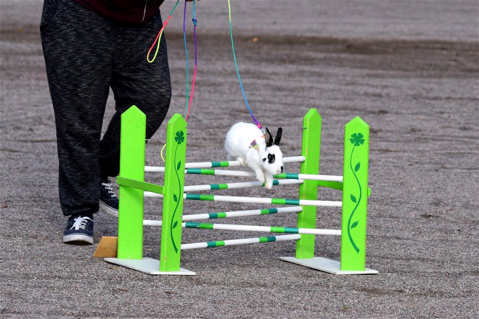 Bunnyjump