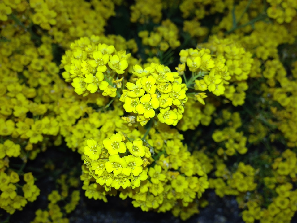 Yellow Wildflower