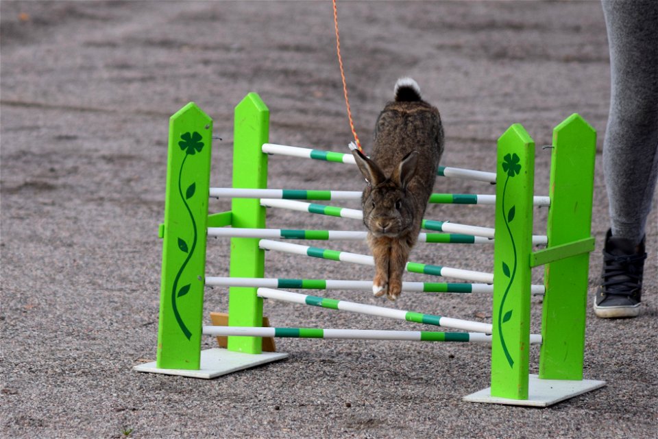 Bunnyjump