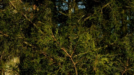 pine 2